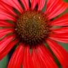Tomato Soup Coneflower (Echinacea) - 1 Gallon Pot -SHRUBS and BUSHES Shop echinacea tomato soup coneflower 2