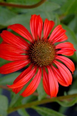 Tomato Soup Coneflower (Echinacea) - 1 Gallon Pot -SHRUBS and BUSHES Shop echinacea tomato soup coneflower 3