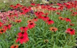 Tomato Soup Coneflower (Echinacea) - 1 Gallon Pot -SHRUBS and BUSHES Shop echinacea tomato soup coneflower 6