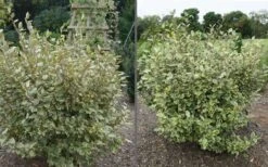 Olive Martini Elaeagnus - 3 Gallon Pot -SHRUBS and BUSHES Shop elaeagnus olive martini 11