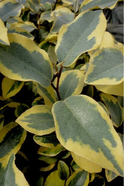 Olive Martini Elaeagnus - 2 Gallon Pot 3 Olive Martini Elaeagnus - 2 Gallon Pot