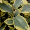 Olive Martini Elaeagnus - 3 Gallon Pot -SHRUBS and BUSHES Shop elaeagnus olive martini 12