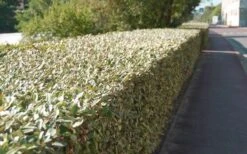 Olive Martini Elaeagnus - 2 Gallon Pot 11 Olive Martini Elaeagnus - 2 Gallon Pot -SHRUBS and BUSHES Shop elaeagnus olive martini 13 1