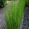 Horsetail Reed Grass - Equisetum Hyemale - 1 Gallon Pot -SHRUBS and BUSHES Shop equisetum hyemale horsetail reedgrass 100