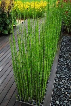 Horsetail Reed Grass - Equisetum Hyemale - 1 Gallon Pot