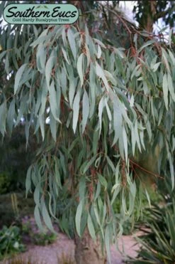 Angus Cold Hardy Eucalyptus Tree (Eucalyptus Nicholii) - Quart Pot -SHRUBS and BUSHES Shop eucalyoptus nicholii angus 1 4
