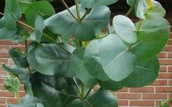 Big O Cold Hardy Eucalyptus Tree (Eucalyptus Neglecta) - 6 Pack Of 1 Gallon Pots 16 Big O Cold Hardy Eucalyptus Tree (Eucalyptus Neglecta) - 6 Pack Of 1 Gallon Pots -SHRUBS and BUSHES Shop eucalyptus bigo leaves 3