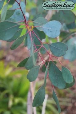 Lucky Country Cold Hardy Eucalyptus Tree (Eucalyptus Camphora) - 1 Gallon Pot