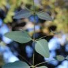 Grace Cold Hardy Eucalyptus Tree (Eucalyptus Elliptica) - 3 Gallon Pot -SHRUBS and BUSHES Shop eucalyptus elliptica grace 1 1