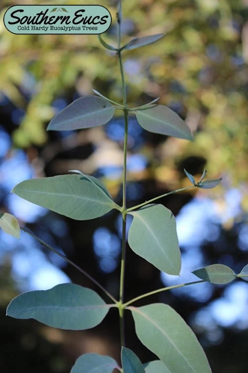 Grace Cold Hardy Eucalyptus Tree (Eucalyptus Elliptica) - Quart Pot 3 Grace Cold Hardy Eucalyptus Tree (Eucalyptus Elliptica) - Quart Pot