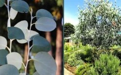 Mappa Tassie Cold Hardy Eucalyptus Tree (Eucalyptus Pauciflora) - Quart Pot 12 Mappa Tassie Cold Hardy Eucalyptus Tree (Eucalyptus Pauciflora) - Quart Pot -SHRUBS and BUSHES Shop eucalyptus mappa tassie combo 3