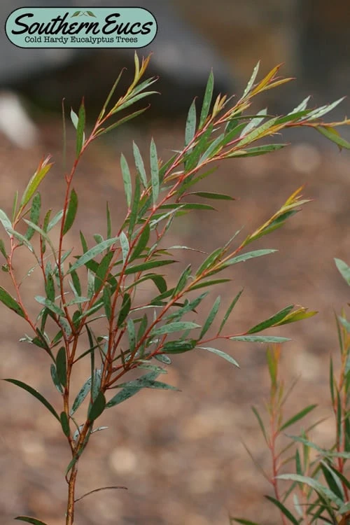 Skinny Minny Hardy Eucalyptus Tree (Eucalyptus Moorei) - 3 Quart Pot 3 Skinny Minny Hardy Eucalyptus Tree (Eucalyptus Moorei) - 3 Quart Pot