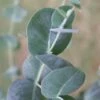 Big O Cold Hardy Eucalyptus Tree (Eucalyptus Neglecta) - Quart Pot -SHRUBS and BUSHES Shop eucalyptus neglecta big 0 1