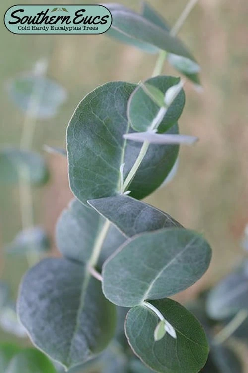 Big O Cold Hardy Eucalyptus Tree (Eucalyptus Neglecta) - 5 Gallon Pot (5-6') 3 Big O Cold Hardy Eucalyptus Tree (Eucalyptus Neglecta) - 5 Gallon Pot (5-6')