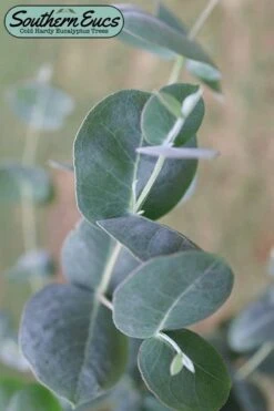 Big O Cold Hardy Eucalyptus Tree (Eucalyptus Neglecta) - 1 Gallon Pot