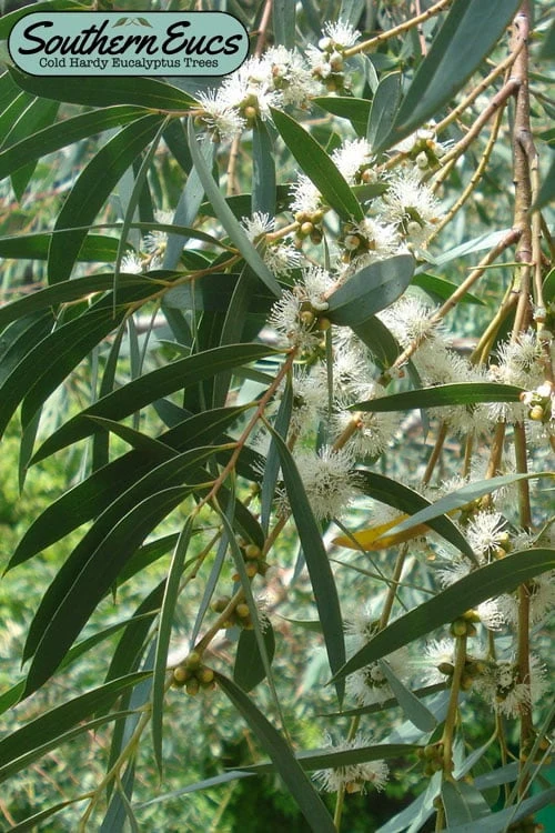 Funky Monkey Cold Hardy Eucalyptus Tree (Eucalyptus Parvula) - 3 Quart Pot 3 Funky Monkey Cold Hardy Eucalyptus Tree (Eucalyptus Parvula) - 3 Quart Pot