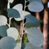 Mappa Tassie Cold Hardy Eucalyptus Tree (Eucalyptus Pauciflora) - 2 Gallon Pot 2 Mappa Tassie Cold Hardy Eucalyptus Tree (Eucalyptus Pauciflora) - 2 Gallon Pot -SHRUBS and BUSHES Shop eucalyptus pauciflora mappa tassie 1 1