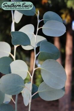 Mappa Tassie Cold Hardy Eucalyptus Tree (Eucalyptus Pauciflora) - 2 Gallon Pot