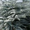 Bluey Cold Hardy Eucalyptus Tree (Eucalyptus Pulverulenta) - 1 Gallon Pot 1 Bluey Cold Hardy Eucalyptus Tree (Eucalyptus Pulverulenta) - 1 Gallon Pot -SHRUBS and BUSHES Shop eucalyptus pulverulenta bluey 1 1