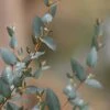 Sheila Cold Hardy Eucalyptus Tree (Eucalyptus Stellulata) - Quart Pot -SHRUBS and BUSHES Shop eucalyptus stellulata sheila 1
