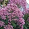 Queen Of The Prairie Hollow Stem Joe Pye Weed - 6 Pack Of 1 Gallon Pots 1 Queen Of The Prairie Hollow Stem Joe Pye Weed - 6 Pack Of 1 Gallon Pots -SHRUBS and BUSHES Shop eupatoriadelphus fistulosa joe pye weed 16