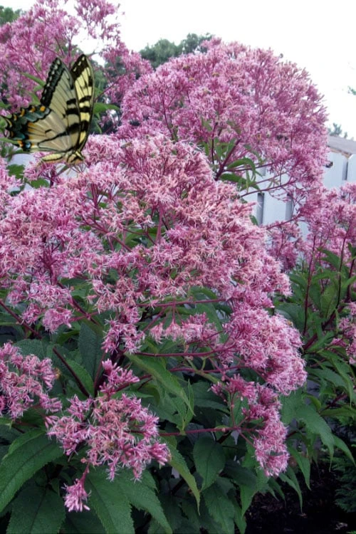 Queen Of The Prairie Hollow Stem Joe Pye Weed - 6 Pack Of 1 Gallon Pots 3 Queen Of The Prairie Hollow Stem Joe Pye Weed - 6 Pack Of 1 Gallon Pots