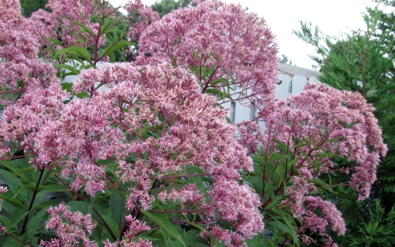 Queen Of The Prairie Hollow Stem Joe Pye Weed - 6 Pack Of 1 Gallon Pots 8 Queen Of The Prairie Hollow Stem Joe Pye Weed - 6 Pack Of 1 Gallon Pots - Image 6
