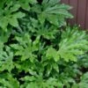 Fatsia Japonica (Japanese Aralia / Glossy Paper Plant) - 7 Gallon Pot (2-3') -SHRUBS and BUSHES Shop fatsia Japanese Aralia 1 500x750 2