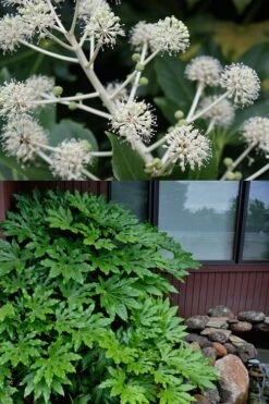 Fatsia Japonica (Japanese Aralia / Glossy Paper Plant) - 7 Gallon Pot (2-3') -SHRUBS and BUSHES Shop fatsia Japanese Aralia 2 500x750 2