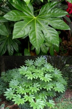 Fatsia Japonica (Japanese Aralia / Glossy Paper Plant) - 7 Gallon Pot -SHRUBS and BUSHES Shop fatsia Japanese Aralia 500x750 3