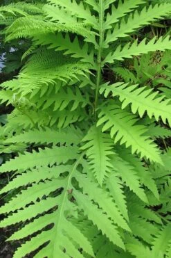 Sensitive Fern (Onoclea Sensibilis) - 1 Gallon Pot 17 Sensitive Fern (Onoclea Sensibilis) - 1 Gallon Pot -SHRUBS and BUSHES Shop fern sensitive