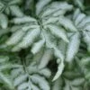 Silver Lace Fern - 5 Pack Of Quart Pots -SHRUBS and BUSHES Shop fern silver lace 5 thumbnail