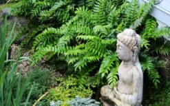 Japanese Holly Fern - Cyrtomium Falcatum 'Rochfordianum' - 2.5 Quart Pot -SHRUBS and BUSHES Shop fern20holly203