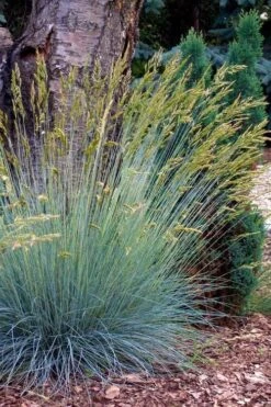 Blue Fescue Grass (Festuca Glauca) - 10 Pack Of Quart Pots -SHRUBS and BUSHES Shop festuca glauca blue fescue grass 13