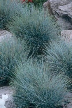 Blue Fescue Grass (Festuca Glauca) - 10 Pack Of Quart Pots -SHRUBS and BUSHES Shop festuca glauca blue fescue grass 14