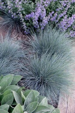 Blue Fescue Grass (Festuca Glauca) - 10 Pack Of Quart Pots -SHRUBS and BUSHES Shop festuca glauca blue fescue grass 7