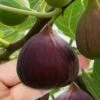 Little Ruby Dwarf Fig Tree - 3 Gallon Pot -SHRUBS and BUSHES Shop ficus carica little ruby fig tree 1