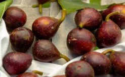 Little Ruby Dwarf Fig Tree - 3 Gallon Pot -SHRUBS and BUSHES Shop ficus carica little ruby fig tree 2