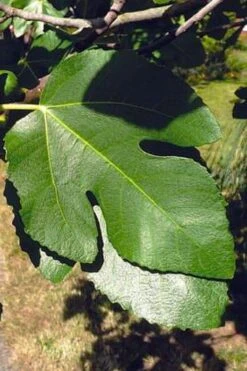 Little Ruby Dwarf Fig Tree - 3 Gallon Pot -SHRUBS and BUSHES Shop ficus carica little ruby fig tree 3