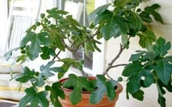 Little Ruby Dwarf Fig Tree - 3 Gallon Pot -SHRUBS and BUSHES Shop ficus carica little ruby fig tree 4