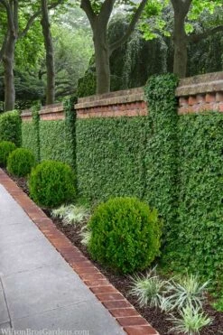 Creeping Fig - Ficus Pumila - 3 Pack Of Pint Pots -SHRUBS and BUSHES Shop ficus pumila green creeping fig 100