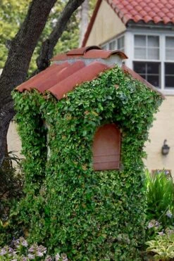 Creeping Fig - Ficus Pumila - 3 Pack Of Pint Pots -SHRUBS and BUSHES Shop ficus pumila green creeping fig 107