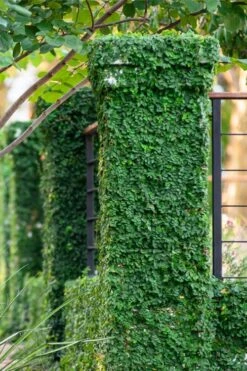 Creeping Fig - Ficus Pumila - 3 Pack Of Pint Pots