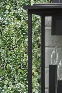 Variegated Creeping Fig (Ficus Pumila 'Variegata') - 10 Pack Of 4" Pint Pots -SHRUBS and BUSHES Shop ficus pumila variegata creeping fig 101