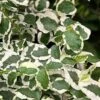 Variegated Creeping Fig (Ficus Pumila 'Variegata') - 10 Pack Of 4" Pint Pots -SHRUBS and BUSHES Shop ficus pumila variegata creeping fig 103