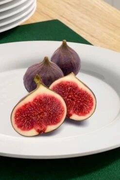 Texas Everbearing Fig Tree - 3 Gallon Pot 13 Texas Everbearing Fig Tree - 3 Gallon Pot -SHRUBS and BUSHES Shop fig texas everbearing 11