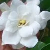 Fall In Love Cold Hardy Gardenia - 1 Gallon Pot 2 Fall In Love Cold Hardy Gardenia - 1 Gallon Pot -SHRUBS and BUSHES Shop gardenia Fall In Love WB 500x750 1