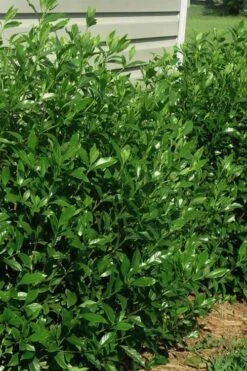 August Beauty Gardenia - 6 Pack Of 1 Gallon Pots 11 August Beauty Gardenia - 6 Pack Of 1 Gallon Pots -SHRUBS and BUSHES Shop gardenia august beauty 5 1