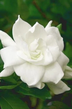 August Beauty Gardenia (Single Trunk Topiary Tree) - 5 Gallon Pot -SHRUBS and BUSHES Shop gardenia august beauty 5 500x750 2