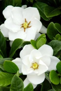 Buttons Gardenia - 1 Gallon Pot 11 Buttons Gardenia - 1 Gallon Pot -SHRUBS and BUSHES Shop gardenia buttons 1 2
